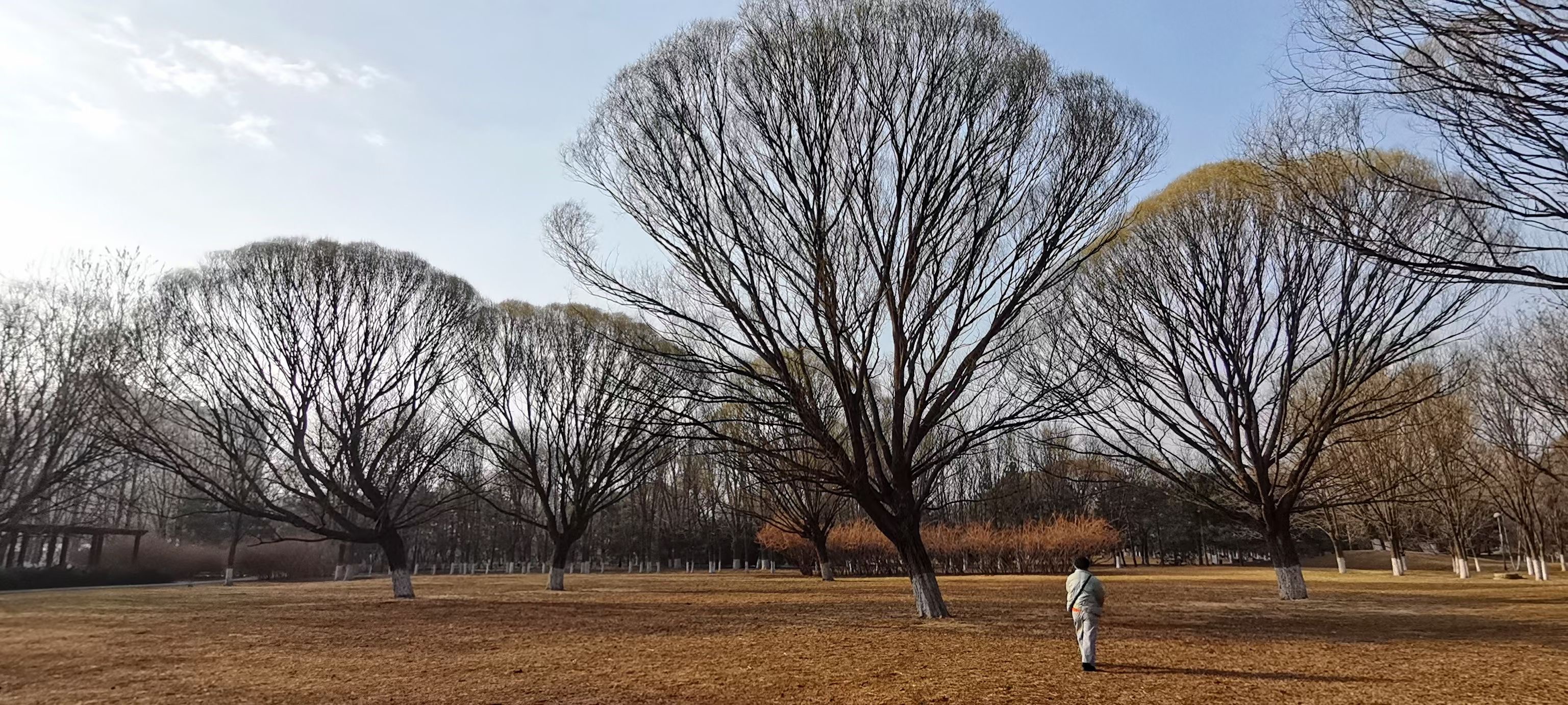 植物空間的場域關系案例.jpg
