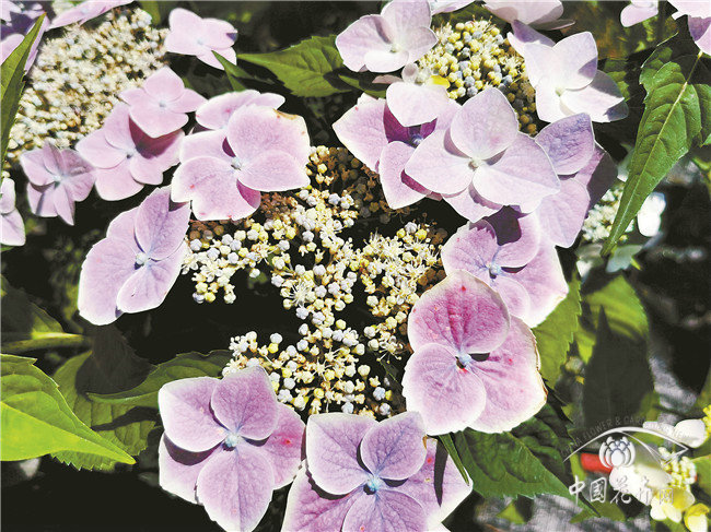 園林股份：繡球?yàn)椤爸鹘恰?，攜手繡球花產(chǎn)業(yè)國家創(chuàng)新聯(lián)盟打造一場云端繡球展