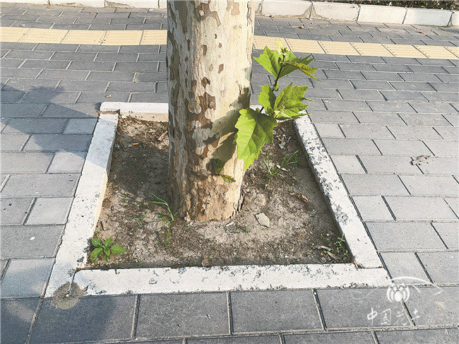 如何救治北京瀕臨死亡的法桐？