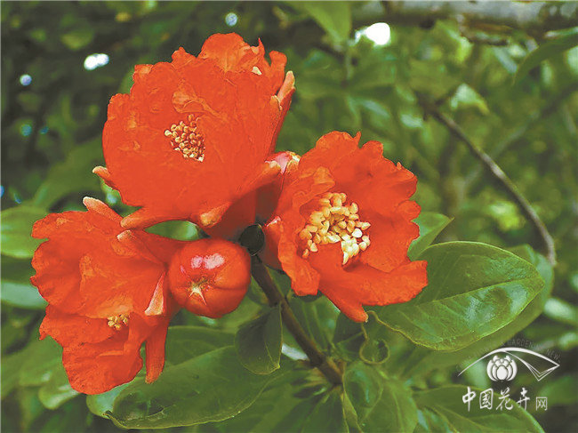 買朵石榴花，嫁給有情郎！《夢華錄》中的植物有執(zhí)念嗎？