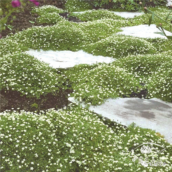 鉆葉漆姑草：比苔蘚更耐曬、耐旱、耐寒，冬天也能開整片小白花